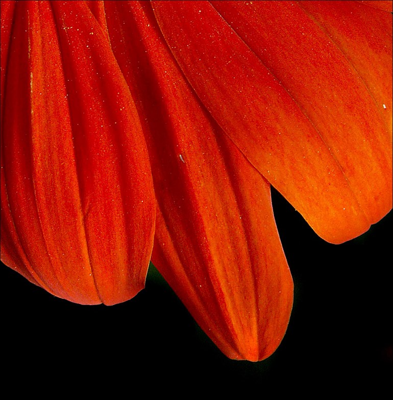 Photography by Ronbrandt for DesignCrowd (Community Contests) | Design #9069693