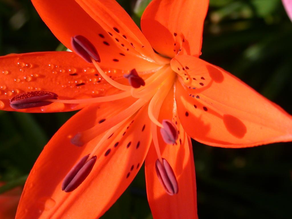 Fotografie von ka9dgx für DesignCrowd (Community Contests) | Design #9069702