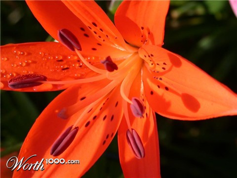 Photography by ka9dgx