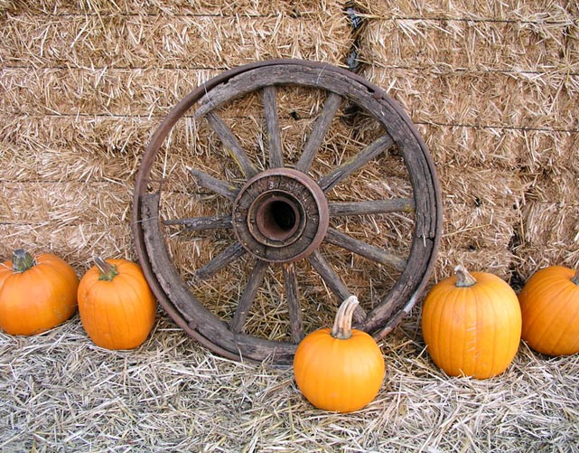 Fotografie von BearQT für DesignCrowd (Community Contests) | Design #9072088