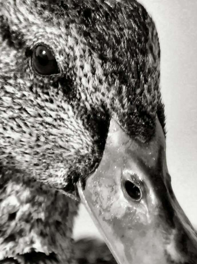 Fotografía por Juicer para DesignCrowd (Community Contests) | Diseño #9065922