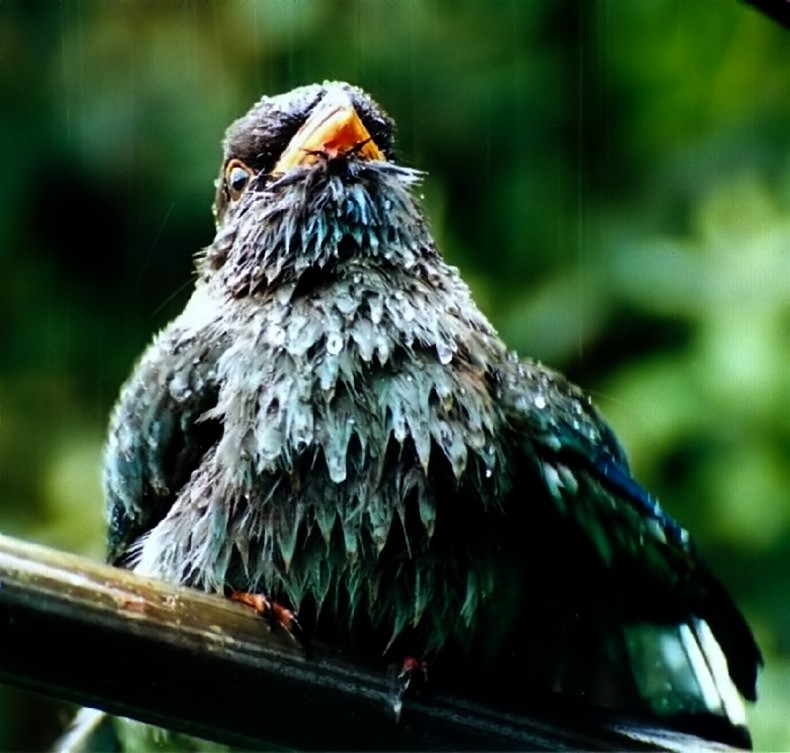 Photography by Isabella2006 for DesignCrowd (Community Contests) | Design #9065928