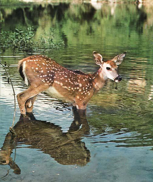 Diseño de Photoshop por wipkip para DesignCrowd (Community Contests) | Diseño #9067698