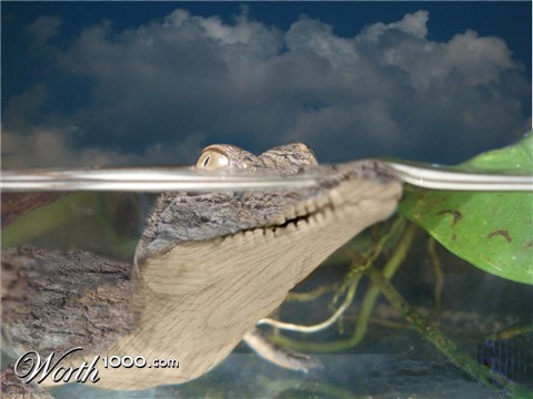 Photoshop Design by my79spirit