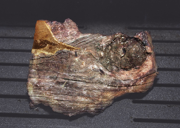 Design Photoshop par uzumakisadako pour DesignCrowd (Community Contests) | Design #9065506