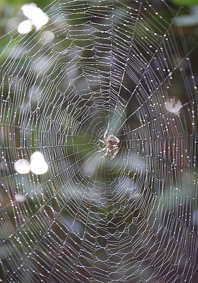 Photography by firebox-RococoRevivalist for DesignCrowd (Community Contests) | Design #9066154