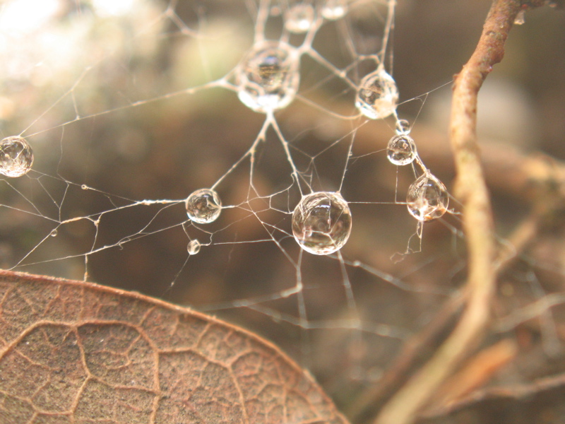 Photography by crazyforrhcp for DesignCrowd (Community Contests) | Design #9066171