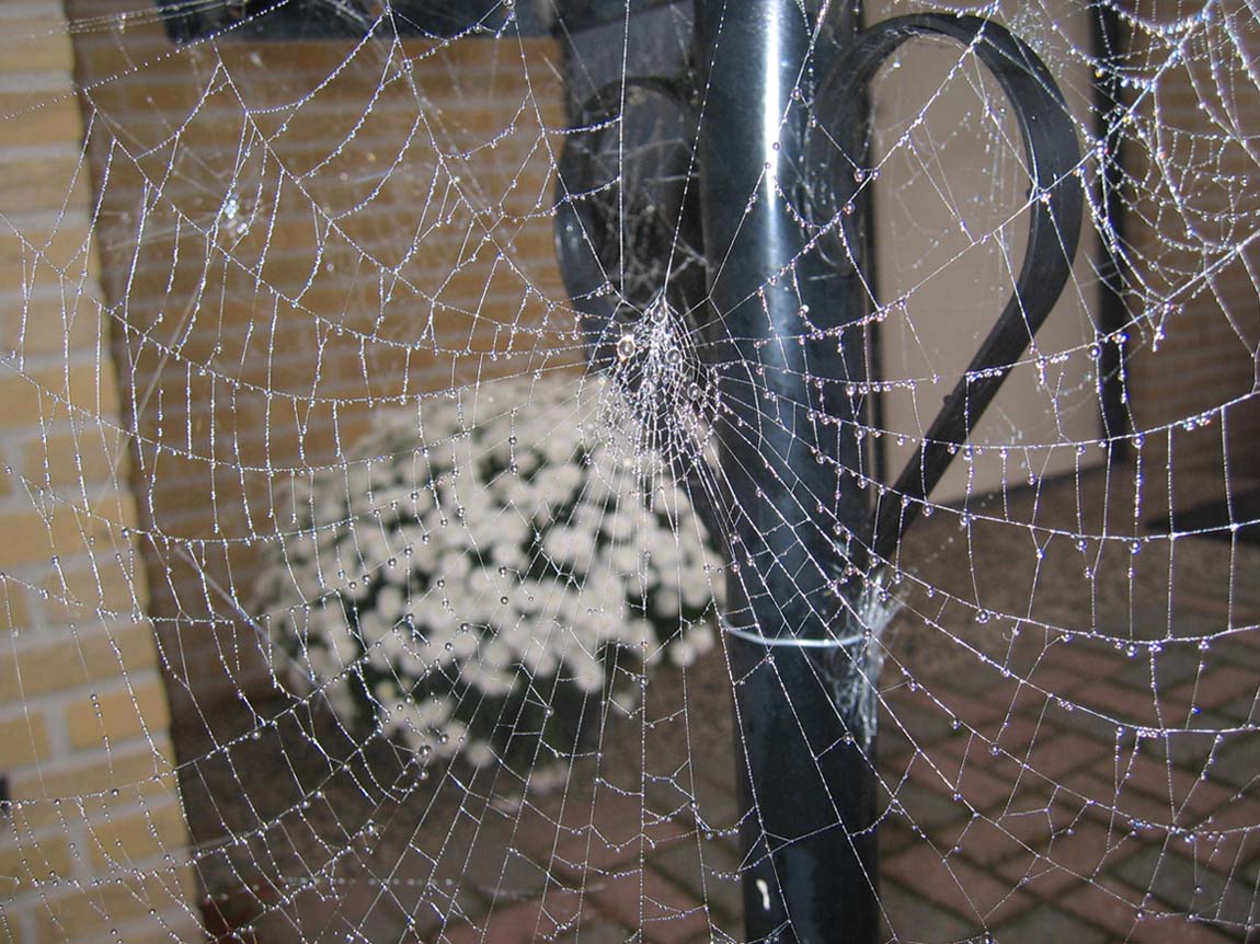 Fotografie von egonlinden für DesignCrowd (Community Contests) | Design #9066161