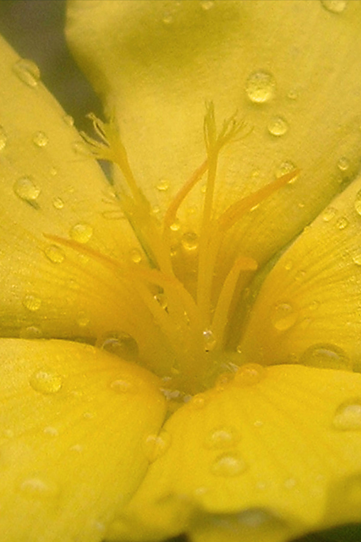 Photography by fr0zensteel for DesignCrowd (Community Contests) | Design #9076445