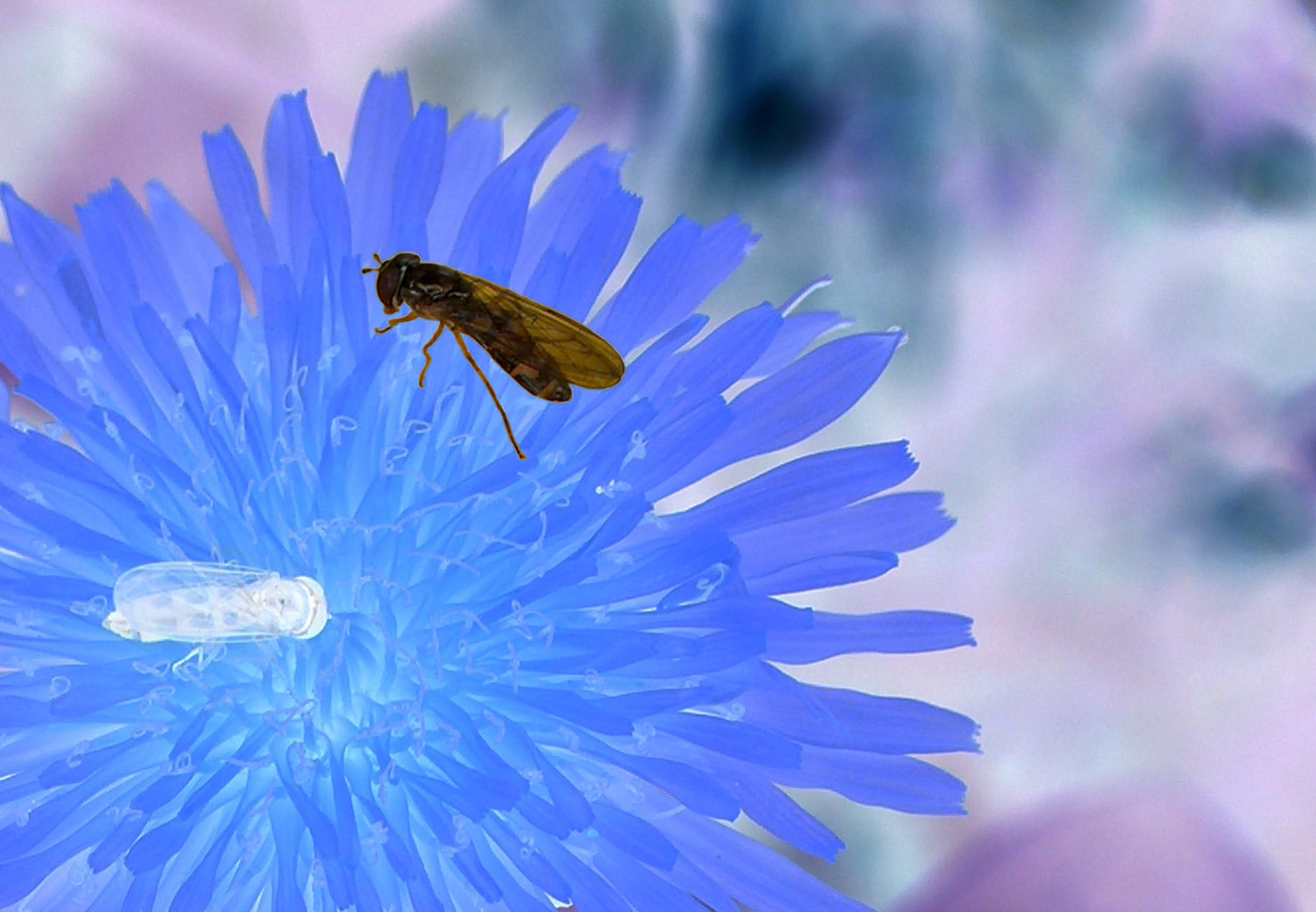 Photography by Samogitan for DesignCrowd (Community Contests) | Design #9068600