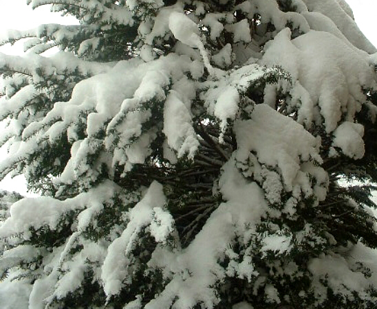 Fotografía por Flutterby para DesignCrowd (Community Contests) | Diseño #9076480