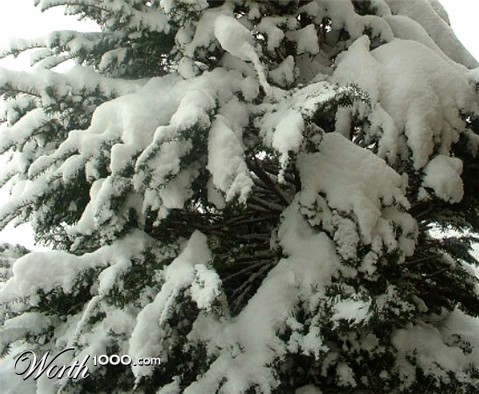 Photography by Flutterby