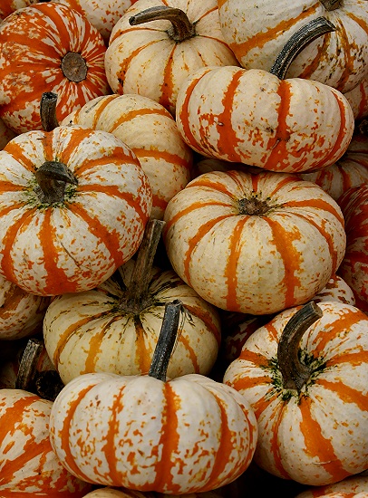 Photographie par KarenC pour DesignCrowd (Community Contests) | Design #9076470