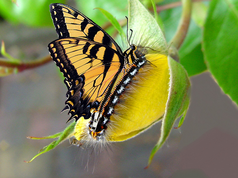 Photoshop-Design von RikkieZ für DesignCrowd (Community Contests) | Design #9067353