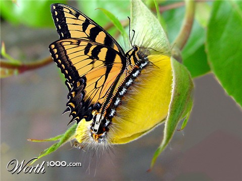 Photoshop Design by RikkieZ