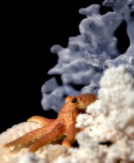 Fotografía por koalachimbo para DesignCrowd (Community Contests) | Diseño #9067480