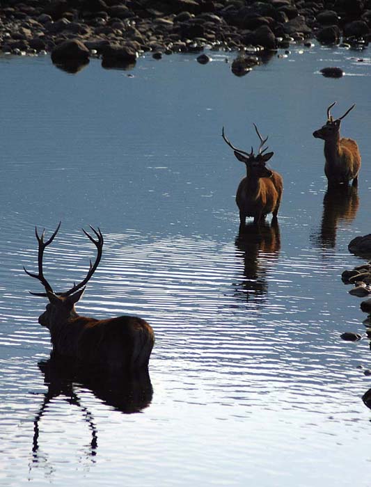 Fotografía por Marian para DesignCrowd (Community Contests) | Diseño #9077533