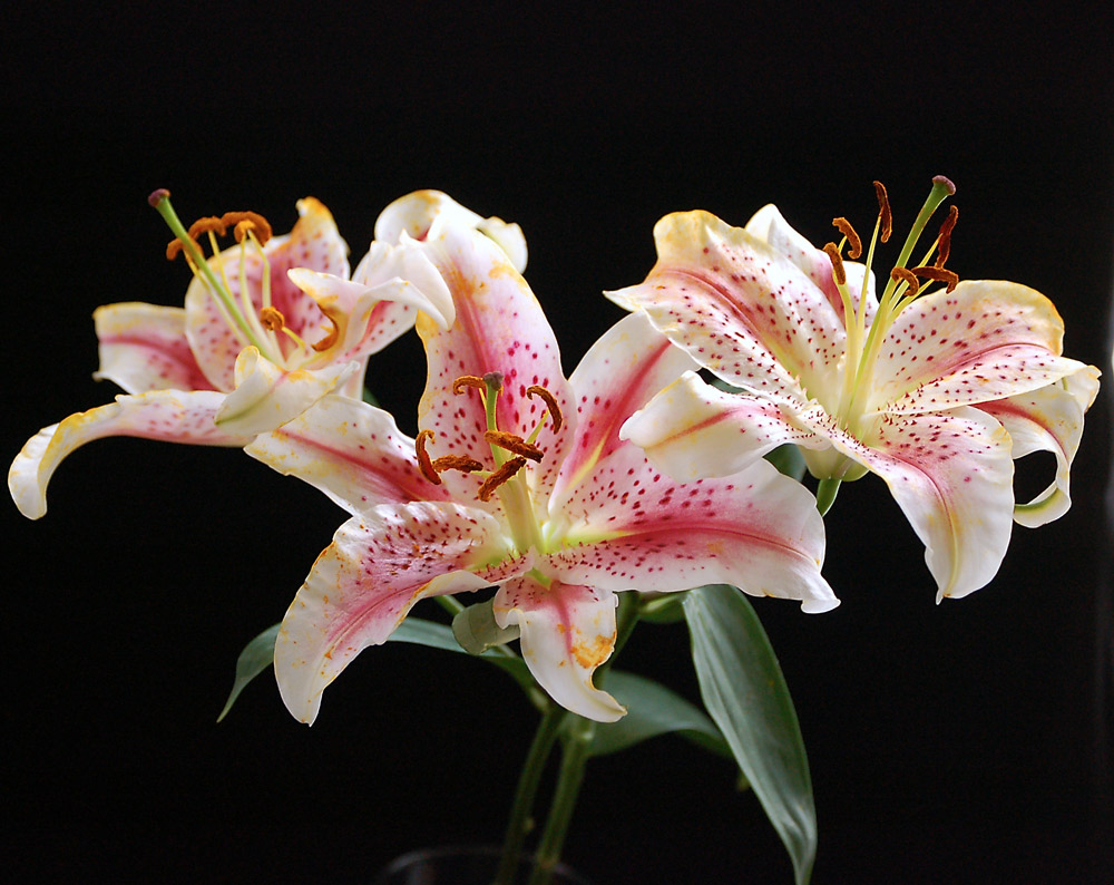 Fotografía por firebox-RococoRevivalist para DesignCrowd (Community Contests) | Diseño #9077584