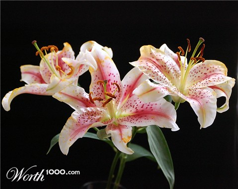 Photography by firebox-RococoRevivalist