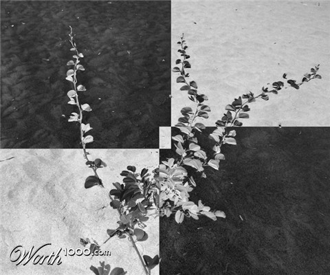 Photography by nowheregirl