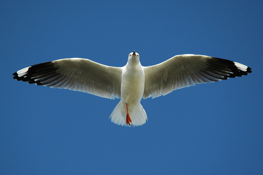 Photographie par kimbomac pour DesignCrowd (Community Contests) | Design #9067550