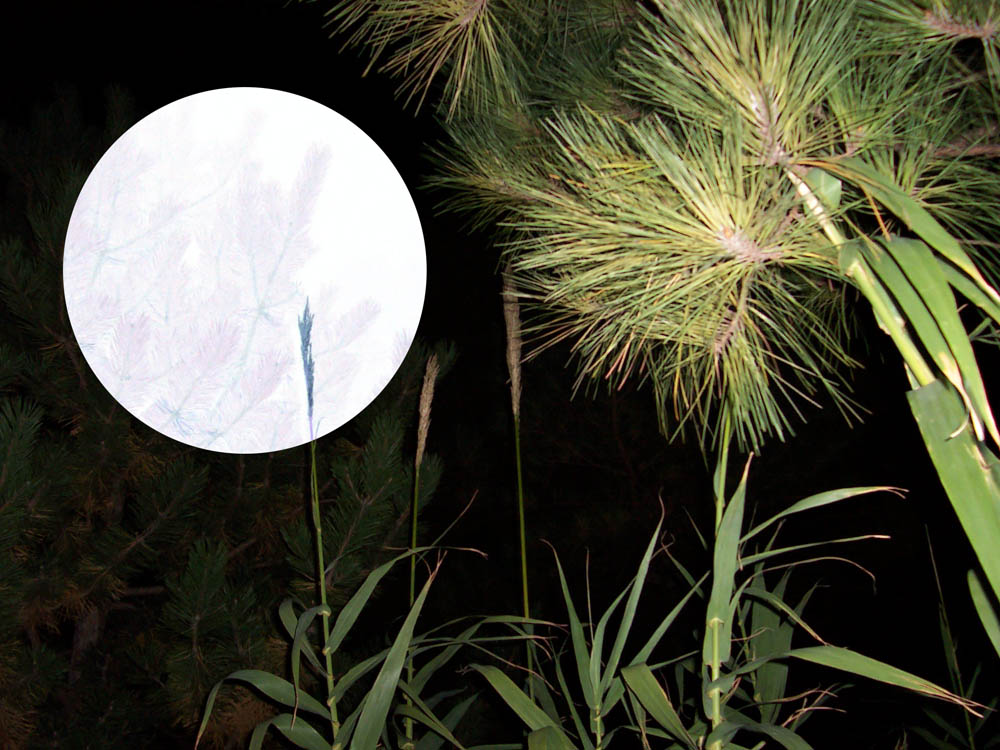 Photography by almostperfect for DesignCrowd (Community Contests) | Design #9068631