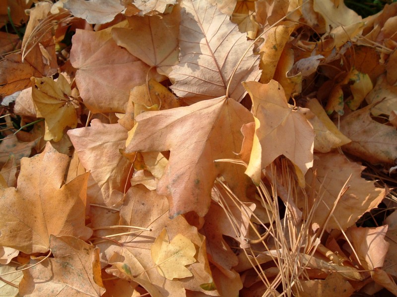 Fotografie von RickF413 für DesignCrowd (Community Contests) | Design #9076550