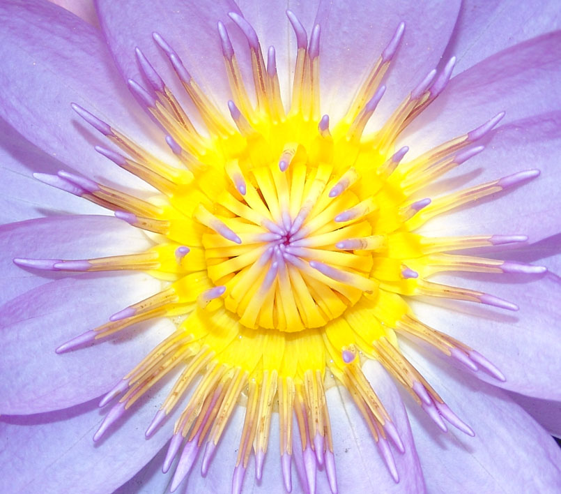 Fotografie von kikcolon für DesignCrowd (Community Contests) | Design #9076529