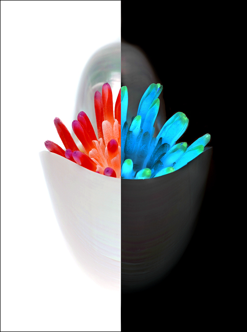 Fotografía por koalachimbo para DesignCrowd (Community Contests) | Diseño #9068645