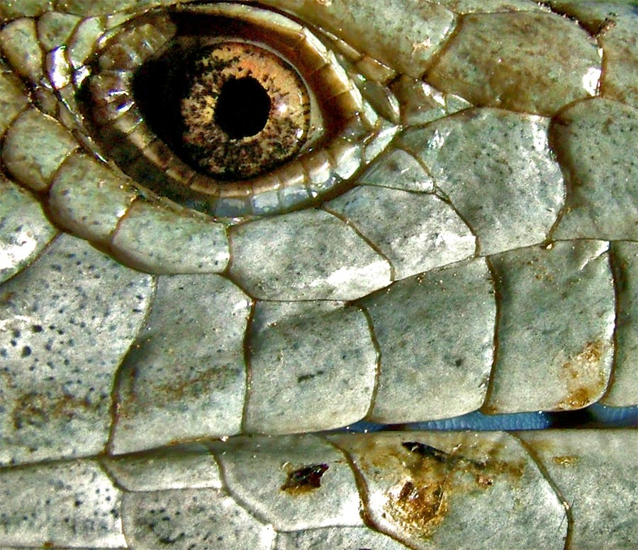 Photography by ozplasmic for DesignCrowd (Community Contests) | Design #9076688