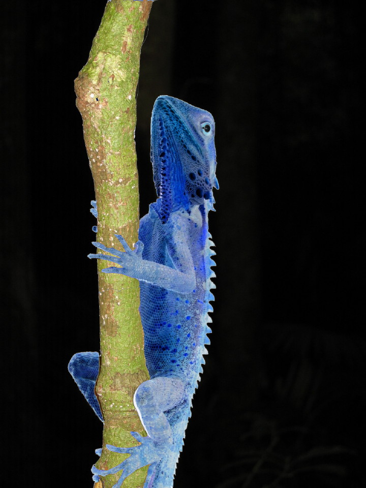 Fotografía por inbred para DesignCrowd (Community Contests) | Diseño #9068759