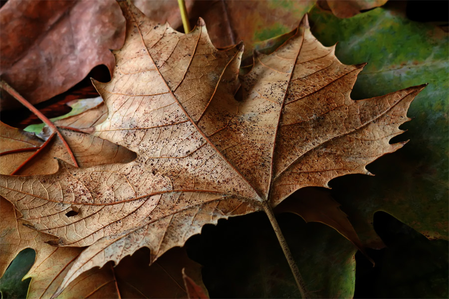 Photography by maas2000 for DesignCrowd (Community Contests) | Design #9076772