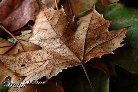 Photography by maas2000