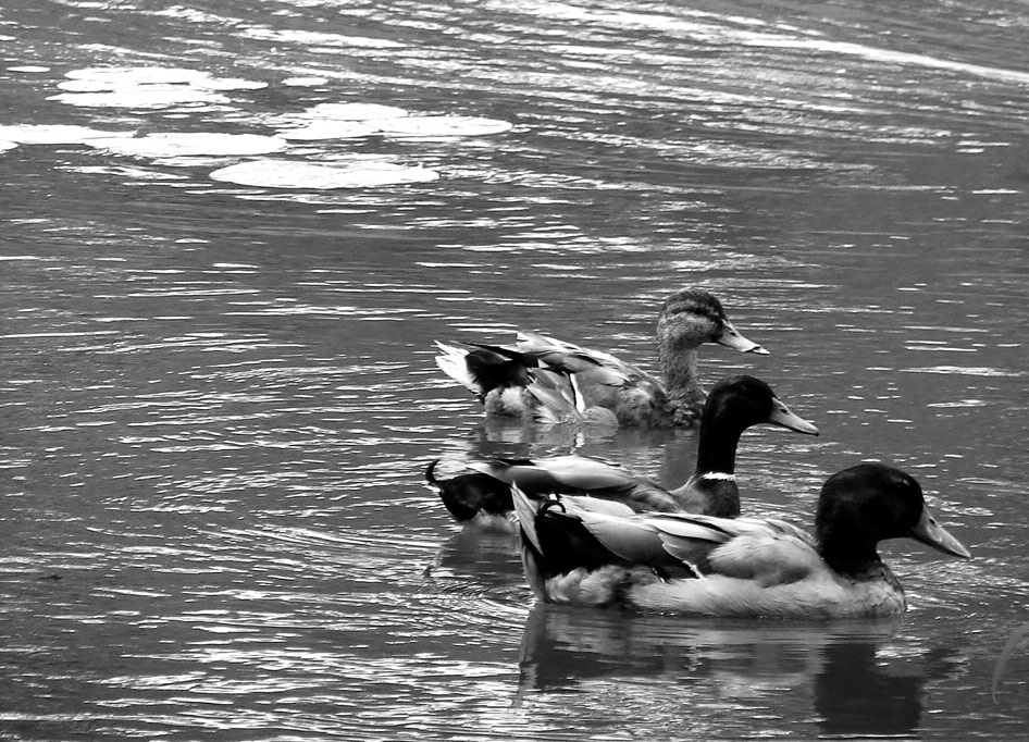 Photography by scotty2hotty for DesignCrowd (Community Contests) | Design #9077590