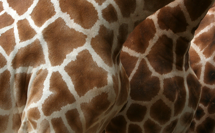 Fotografía por inbred para DesignCrowd (Community Contests) | Diseño #9077597