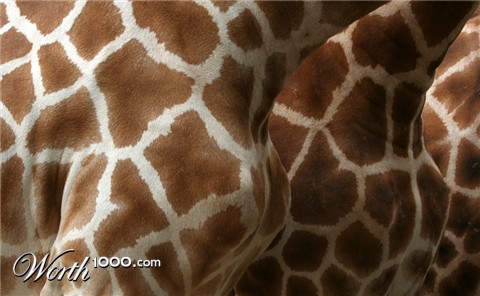 Photography by inbred