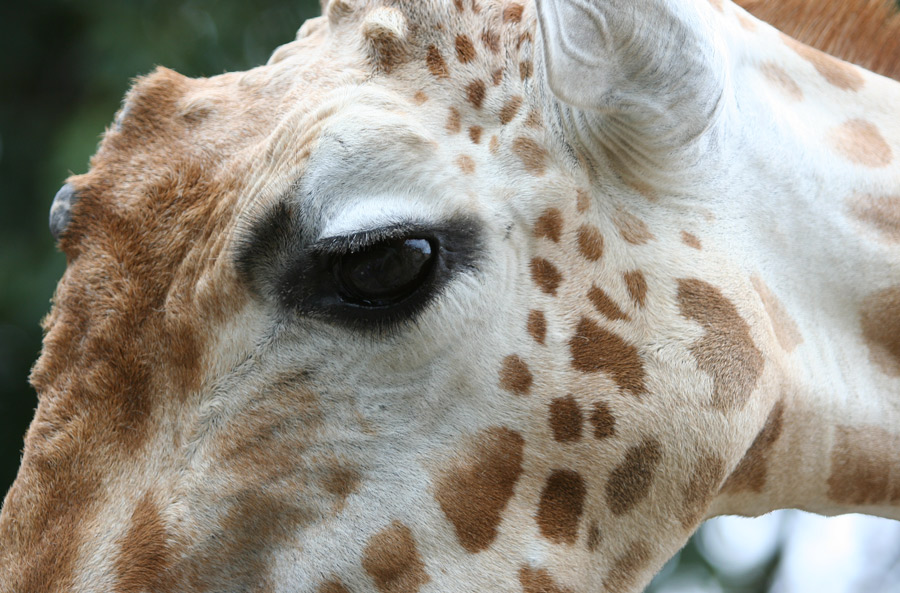 Fotografía por inbred para DesignCrowd (Community Contests) | Diseño #9076647