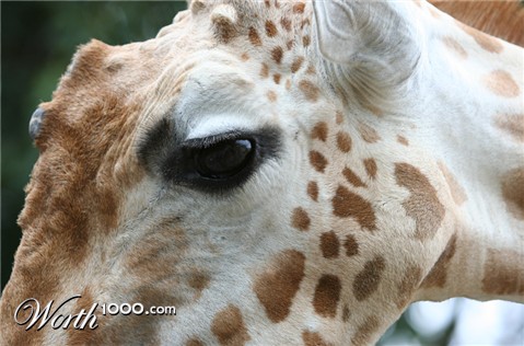 Photography by inbred