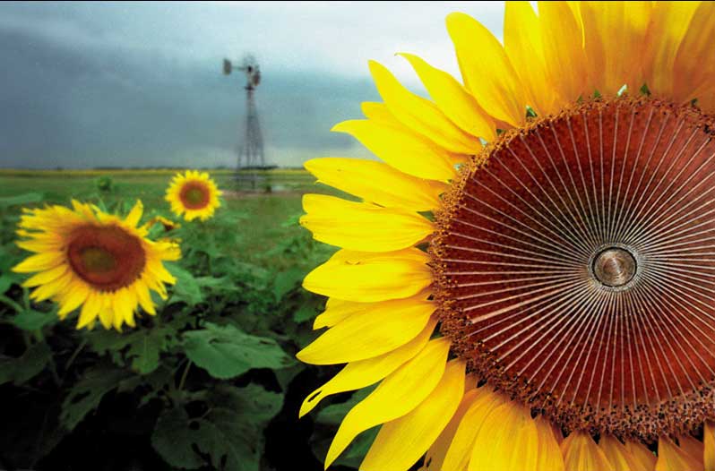 Design Photoshop par WizFromOz pour DesignCrowd (Community Contests) | Design #9067615