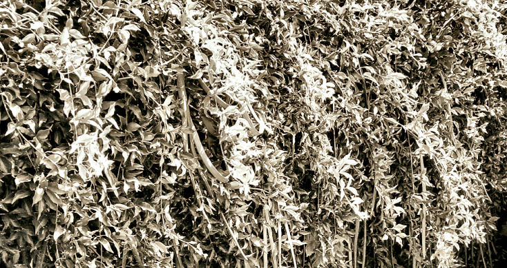 Photographie par tlovesd pour DesignCrowd (Community Contests) | Design #9076721