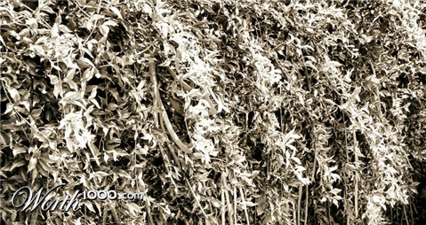 Photography by tlovesd