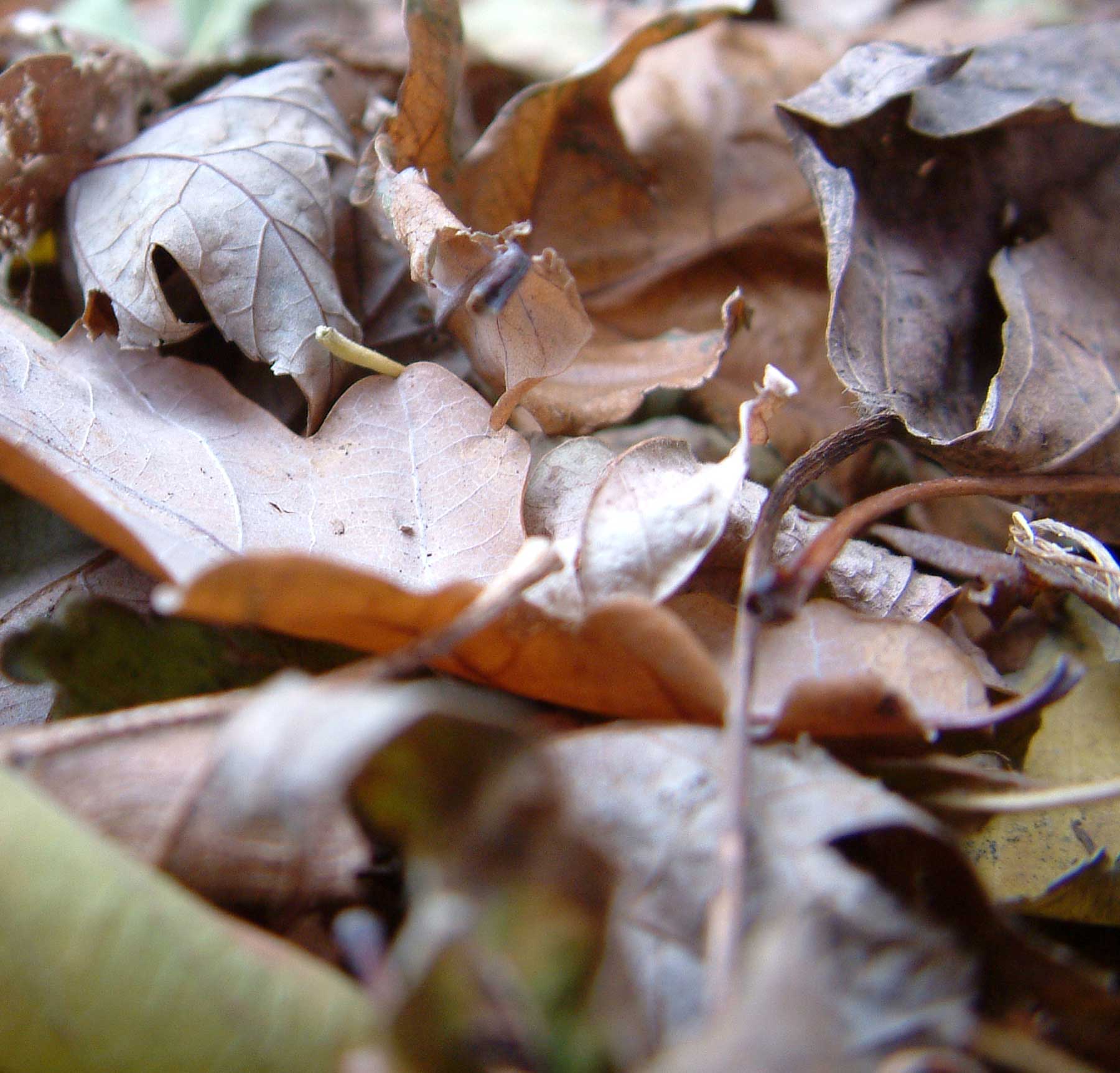 Fotografía por Salster para DesignCrowd (Community Contests) | Diseño #9076641