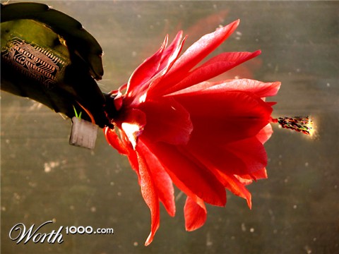 Photoshop Design by n1hustla