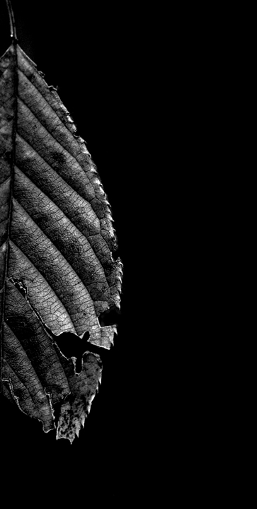 Fotografie von lilmart für DesignCrowd (Community Contests) | Design #9059056