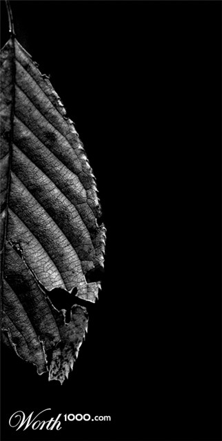 Photography by lilmart