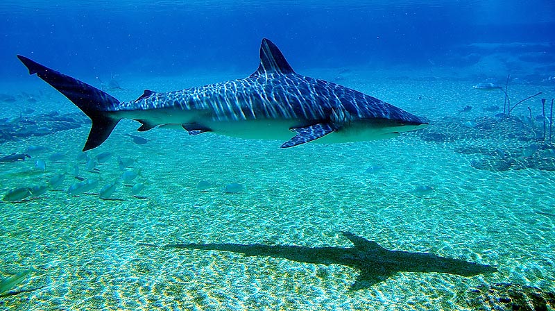 Photography by AussieBluey for DesignCrowd (Community Contests) | Design #9059867