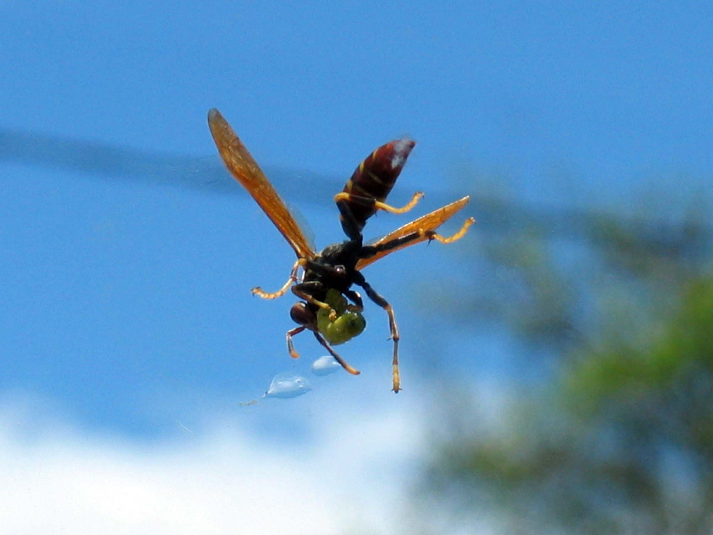 Photographie par egonlinden pour DesignCrowd (Community Contests) | Design #9059149