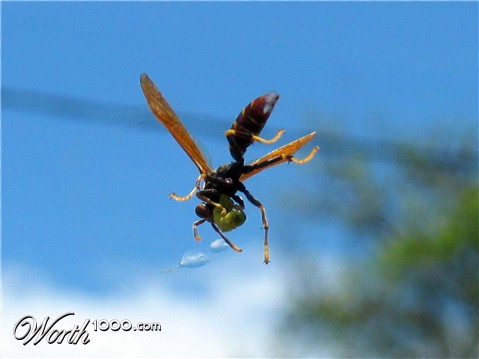 Photography by egonlinden