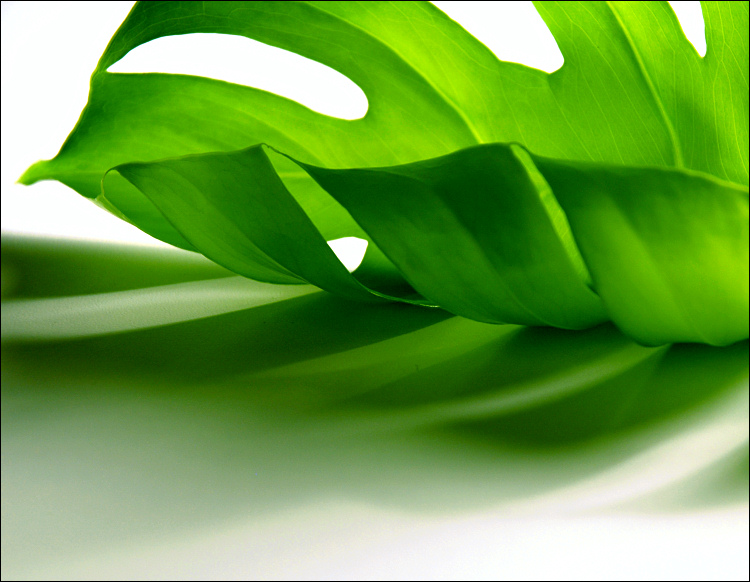 Fotografía por koalachimbo para DesignCrowd (Community Contests) | Diseño #9059928