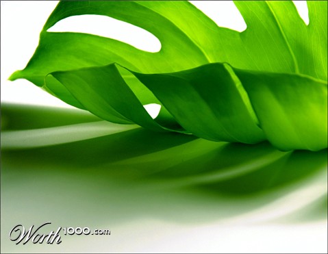 Photography by koalachimbo